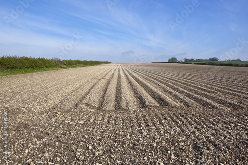 potato furrows in chalky soil