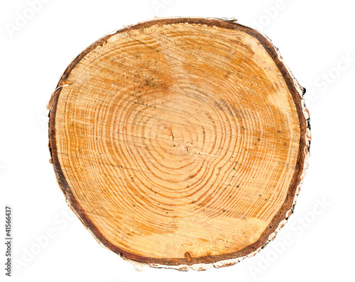 Cross section of tree trunk