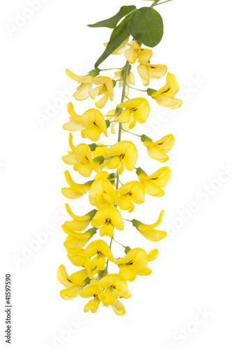 Laburnum