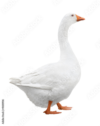 White goose