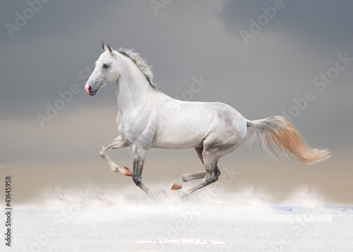 white horse in winter field