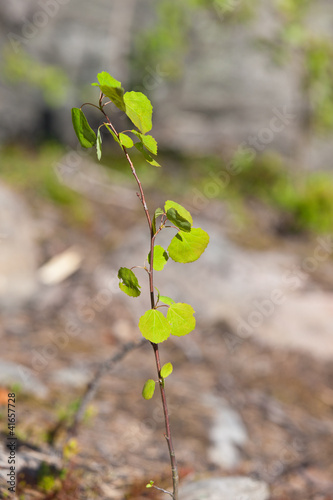 young small aspen