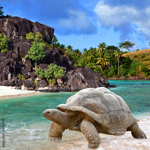 Large turtle (Megalochelys gigantea) at the sea edge