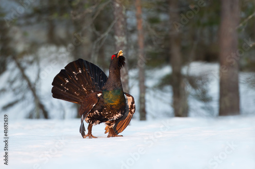 Gallo cedrone