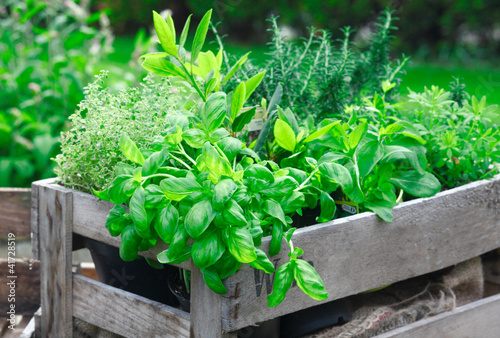 Fresh basil growing in crate