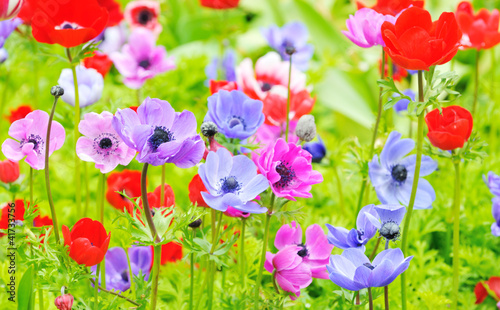 Anemone coronaria