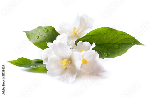 jaśminowy biały kwiat odizolowywający na białym tle