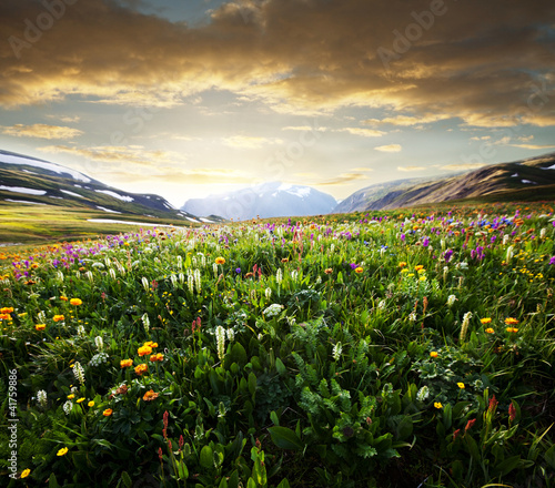 Mountain meadow