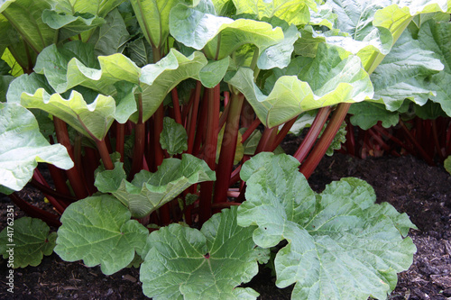 A Healthy Rhubarb on a Bright Sunny Day.