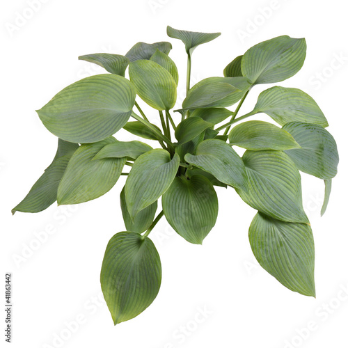 Isolated plant of a blue-leaved hosta