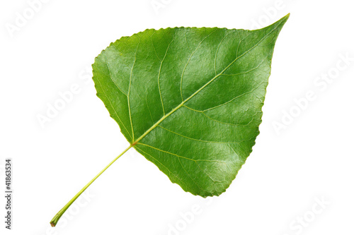 Green leaf poplar isolated on white background