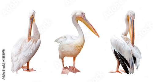 Three pelican beak and pink on a white background