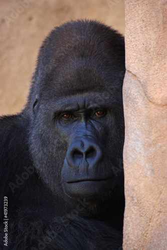 gorilla