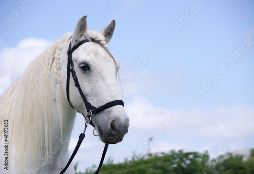 Equine bitless bridle