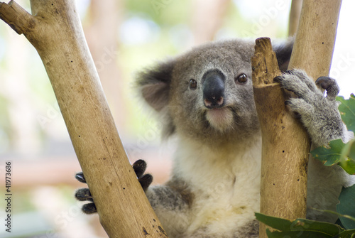 Koala in Tree at Taronga Zoo, Sydney, Australia