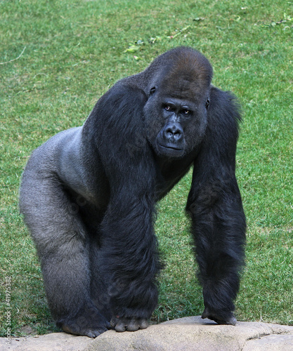 gorilla