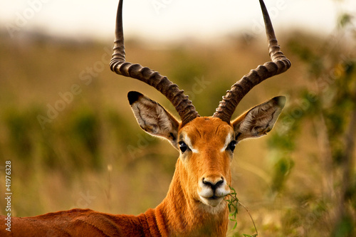 Male impala chewing grass