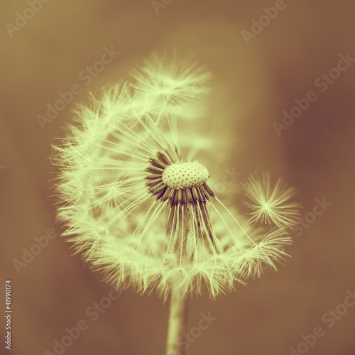 Dandelion