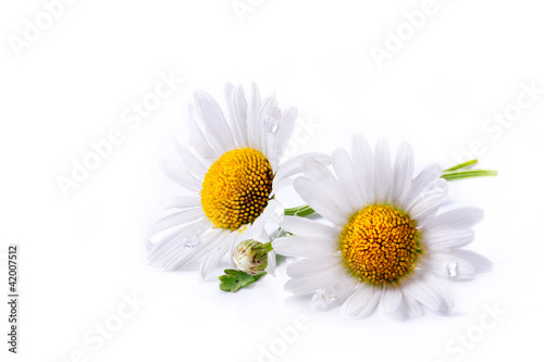 art daisies summer white flower isolated on white background