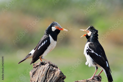 bird fighting (Asian Pied Starling)