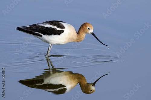 american avocet, recurvirostra americana