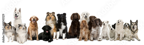 Group of dogs sitting against white background