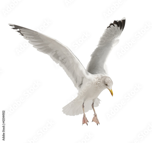 European Herring Gull, Larus argentatus, 4 years old, flying