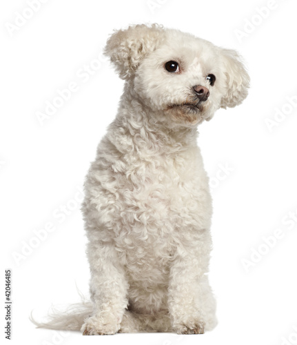 Bichon Frise, 7 years old, sitting against white background