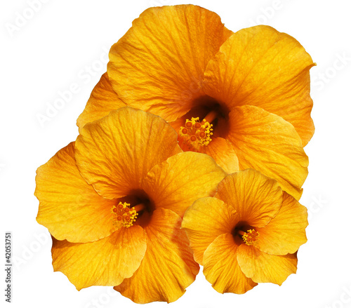 Ibisco Arancione Sfondo Bianco-Orange Hibiscus isolated on White