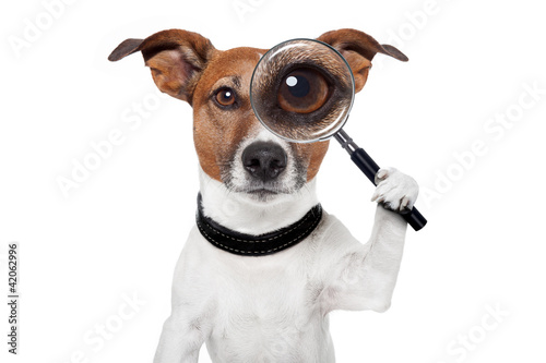 searching dog with magnifying glass