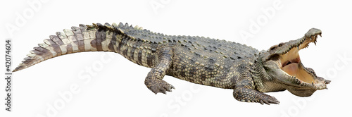 Asian crocodile