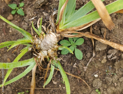 aromatherapy orris root in organic garden