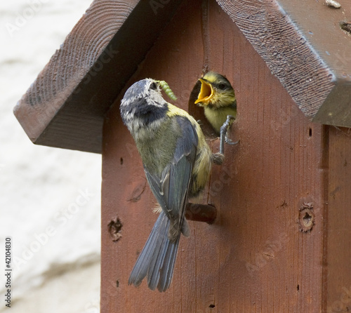 Cyanistes caeruleus - Mésange bleue - Blue Tit