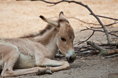 Asiatischer Esel (Equus hemionus)