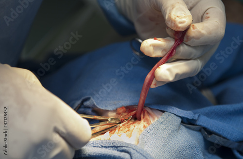 operacion cirugia animal utero