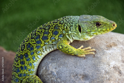 Lagarto Ocelado en reposo (lacerta lepida)