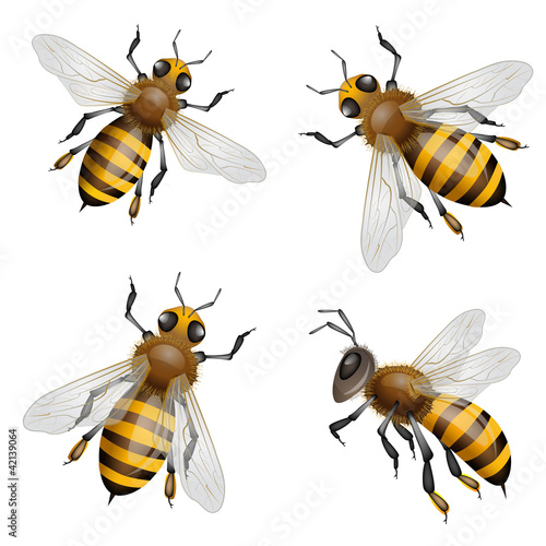 Honey bees flying