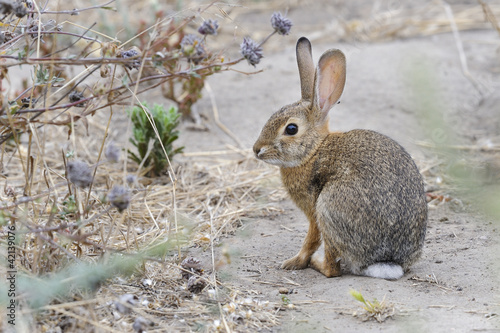 desert cottontail rabbit, sylvilagus audubonii, california