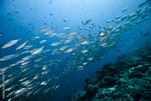 Caesionidae shoal