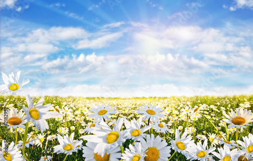 Springtime: field of daisy flowers with blue sky and clouds