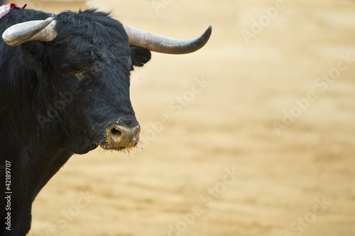 Toro bravo en la arena de la plaza.