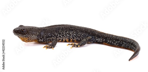 Side view of a Great Crested Newt on a white background
