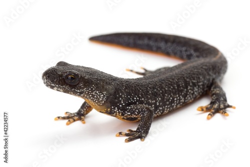 Great Crested Newt with it's head lifted