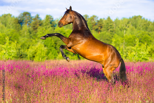 Bay horse rearing in pink flowers