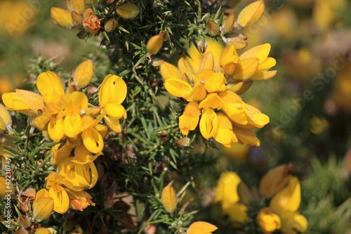 Gorse