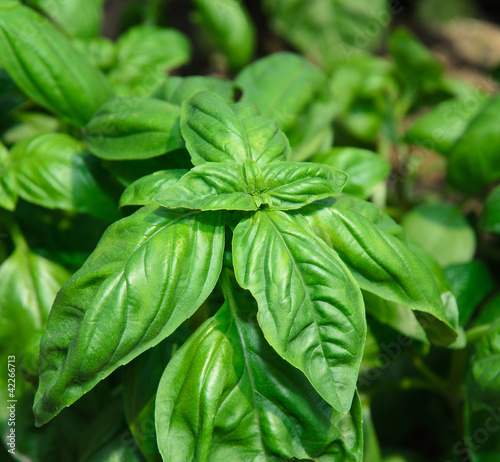 Basilico genovese - Ocimum basilicum