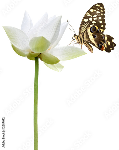 papillon sur fleur blanche de lotus