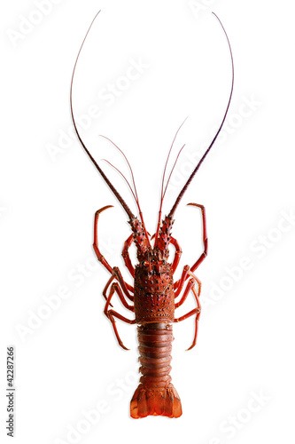 Spiny lobster