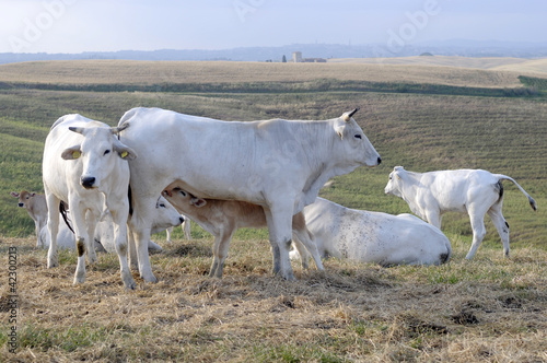 White cows