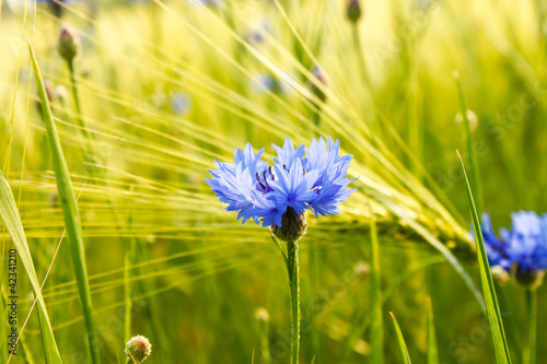 Kornblume im Getreidefeld